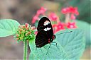 IMG_1835.JPG